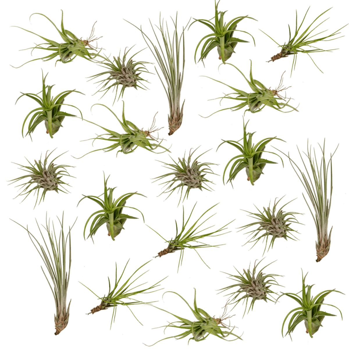 Tillandsia Air mix - 20 stuks - 6 cm - ø6