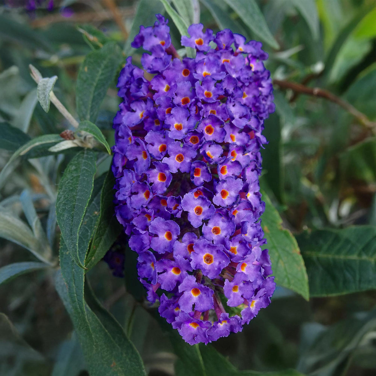 Tuinplant - Buddleja davidii Empire Blue - Vlinderstruik - Winterhard - Blauw - 1 Plant - Pot 17cm - Hoogte 45cm