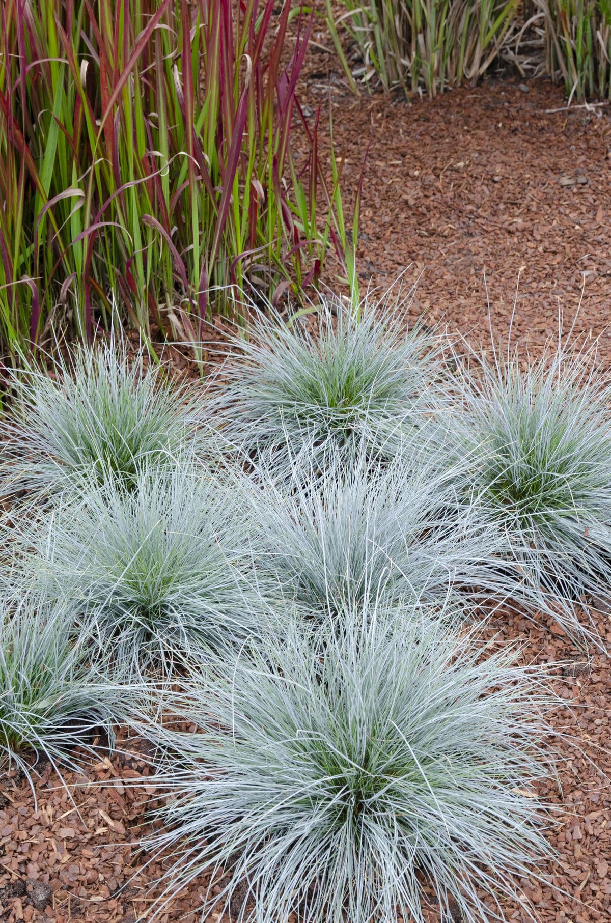 Festuca glauca Azura Blue - Ø19cm - ↕40cm - Ø14 - ↨30cm