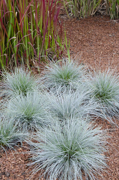 Festuca glauca Azura Blue - Ø19cm - ↕40cm - Ø14 - ↨30cm
