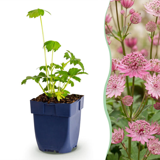 Vasteplant - Astrantia major - Sterrenkruid - Schaduw - Wit-Roze - 12 Planten - Pot 11cm - Hoogte 15-25cm