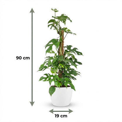 Kamerplant - Mini Gatenplant - Monstera Minima Mosstok - Groen - Weinig onderhoud - 1 Plant - met Potter Wit - Pot 19cm - Hoogte 90cm