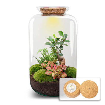 DIY terrarium - Sven XL Bonsai - Met verlichting - ↕ 43 cm - Rake + Shovel + Tweezer