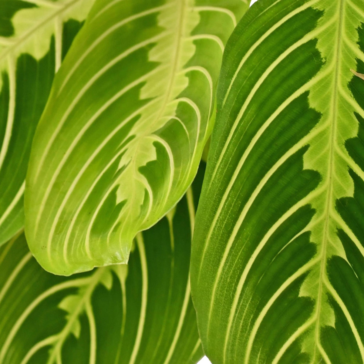 Kamerplant - Maranta Fascinator Lemon Lime - Gebedsplant - Huisdiervriendelijke Plant - Groen - 1 Plant - met Potter Wit - Pot 12cm - Hoogte 25cm