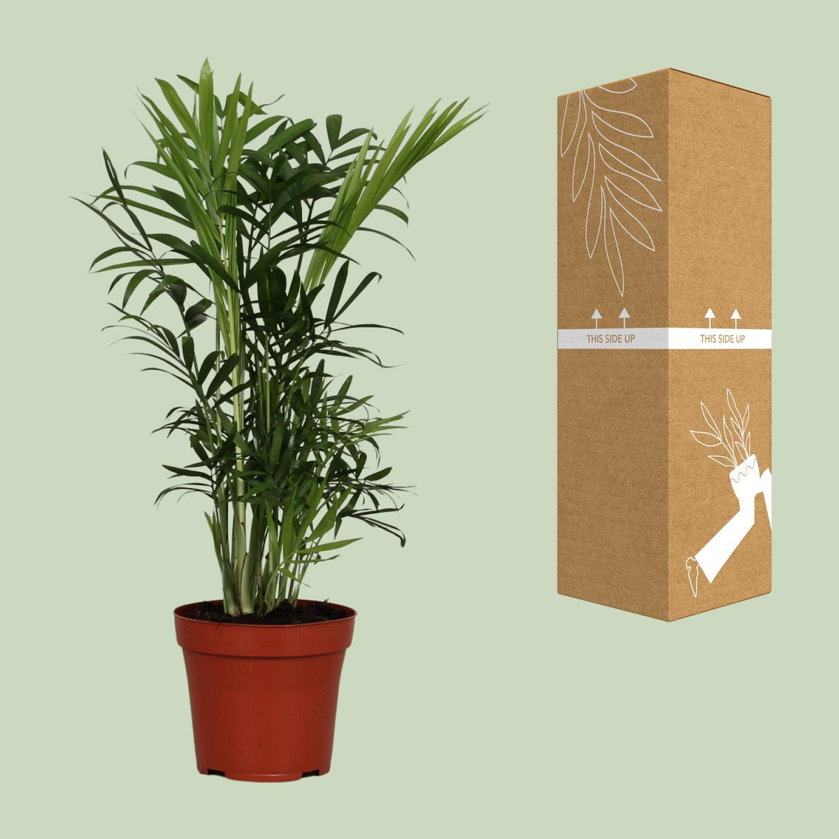 Chamaedorea Elegans - Ø12cm - ↕40cm