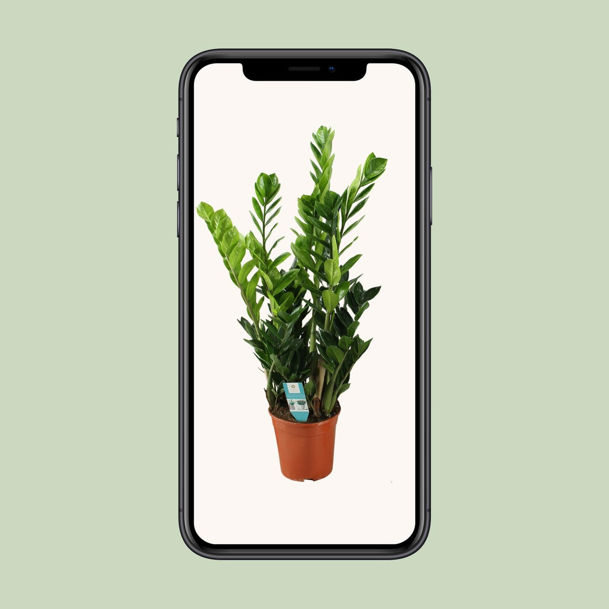 Zamioculcas 21cm - Ø21cm - ↕75cm
