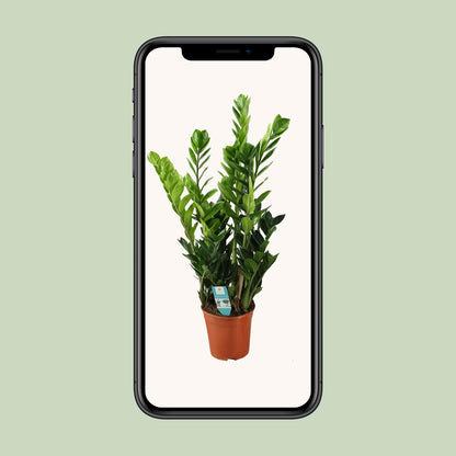 Zamioculcas 21cm - Ø21cm - ↕75cm