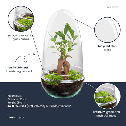 DIY Planten terrarium tweedelig bolglas - Egg Bonsai - Ø 12 cm ↑ 25 cm