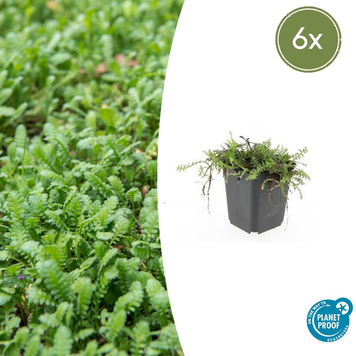 6x Leptinella squalida - ↕10-25cm - Ø9cm