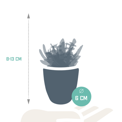 Vetplanten mix 5.5 cm - 5x - in witte pot
