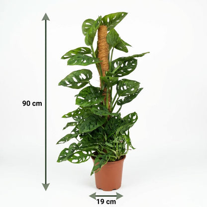 Kamerplant - Monkey Mask - Monstera Andansonii Mosstok - Groen - Weinig onderhoud - 1 Plant - Pot 19cm - Hoogte 90cm