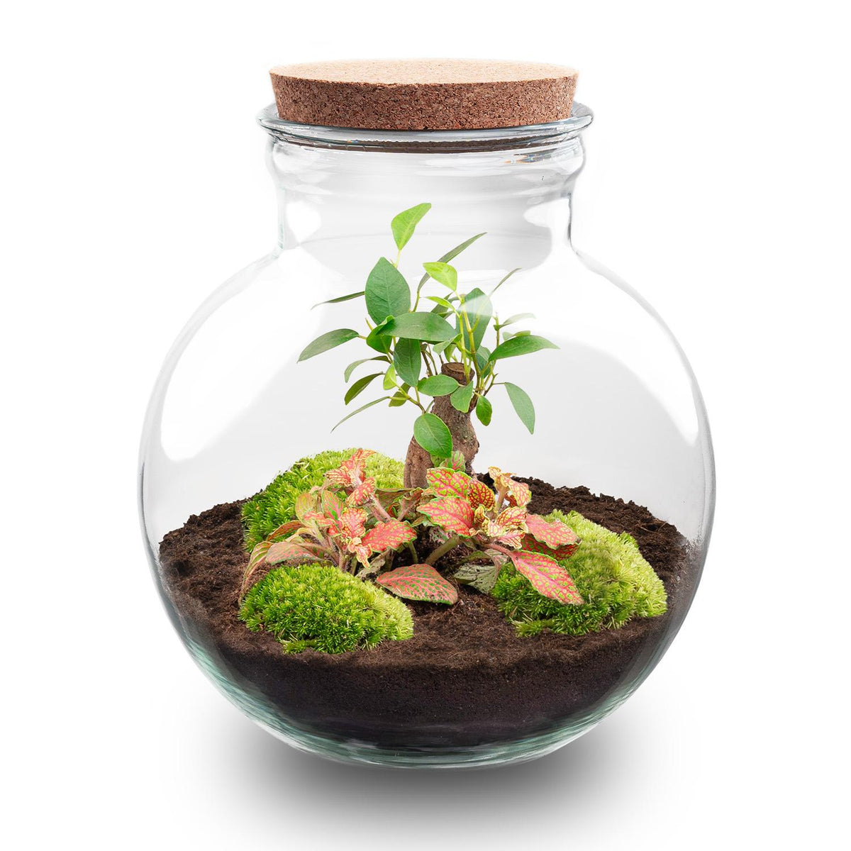 DIY Planten terrarium (met licht) - Teddy Bonsai - Ø 25 cm ↑ 26,5 cm - No tools
