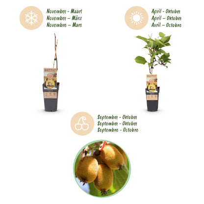 Fruitplant - Actinidia Weiki & Golden Kiwi - Kiwiplant - 1 Mannelijke - 2 Vrouwelijke - Planten - Geel - Pot 15cm - Hoogte 50cm