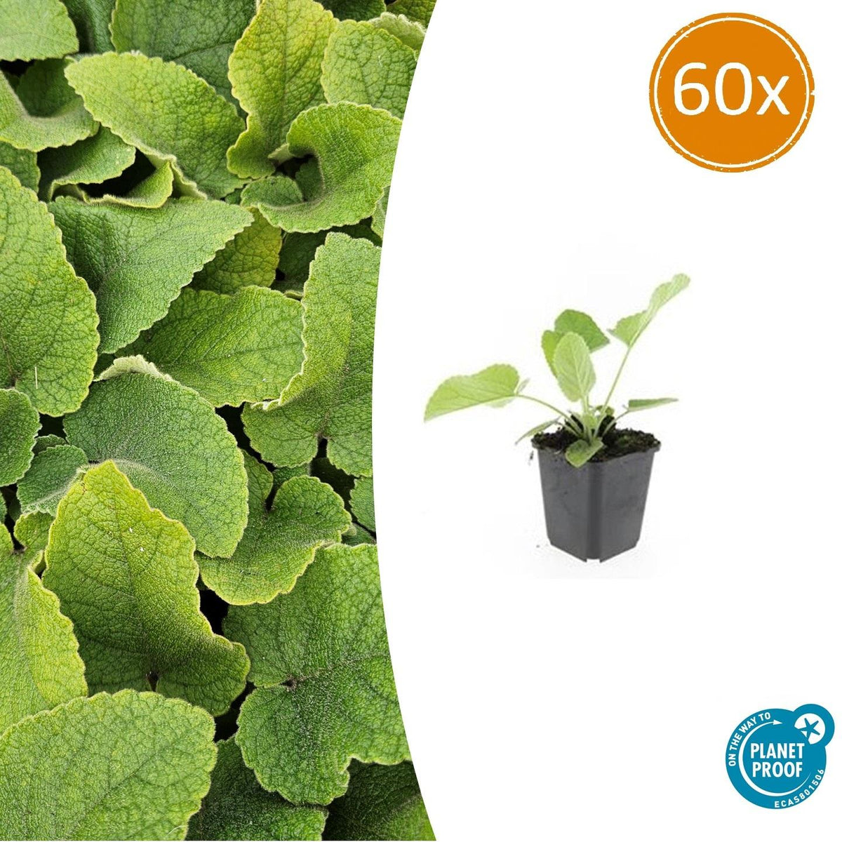 60x Phlomis russeliana - ↕10-25cm - Ø9cm