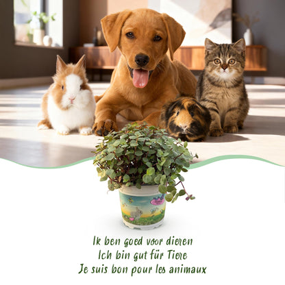 Kamerplant - Calissia repens - Kattengras - Huisdiervriendelijk - Groen - 1 Plant - met Potter Wit - Pot 12cm - Hoogte 17-20cm