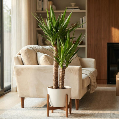 Yucca Elephantipes met Potter wit - 90cm - Ø21
