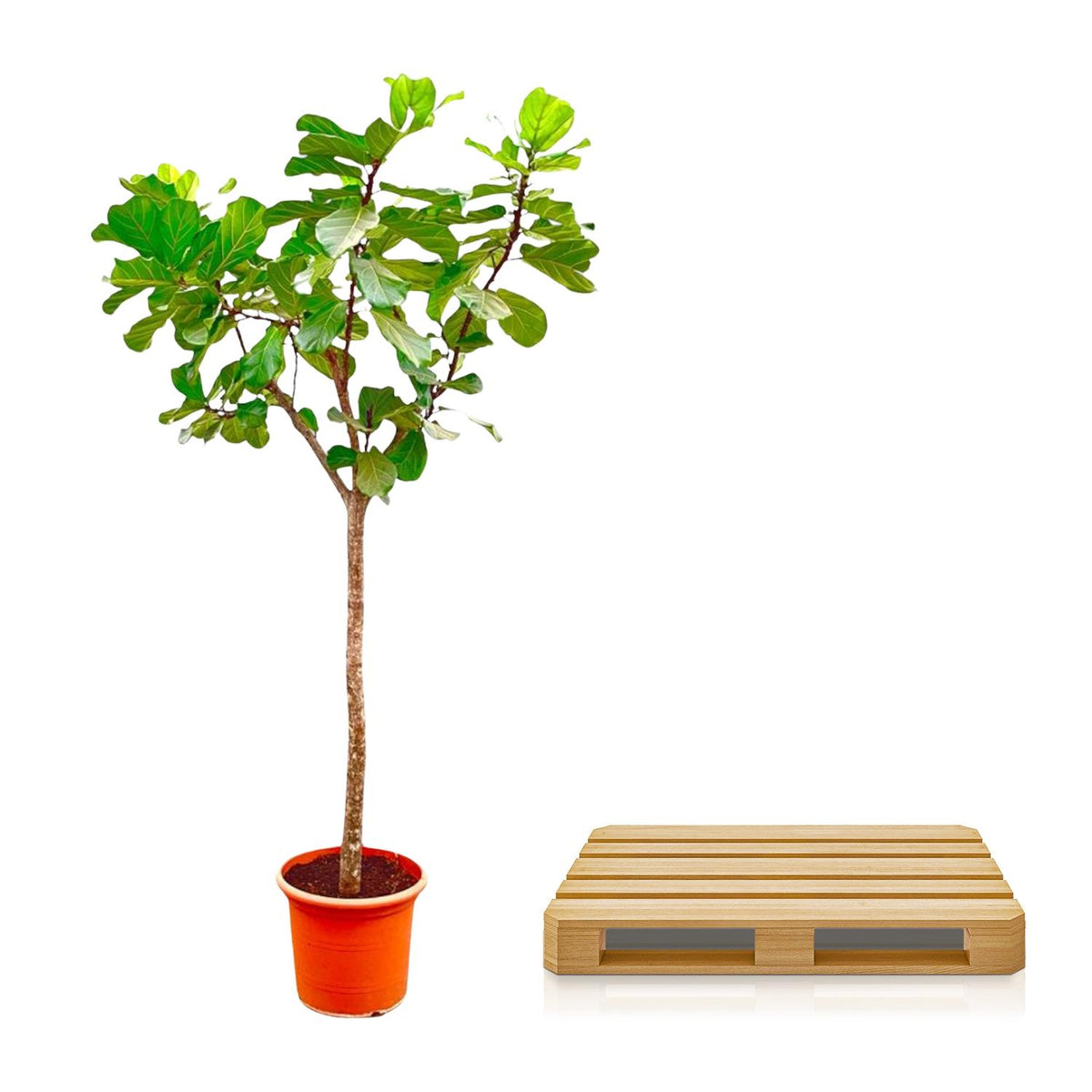 Ficus Lyrata boom XXXL - 270cm - ø45