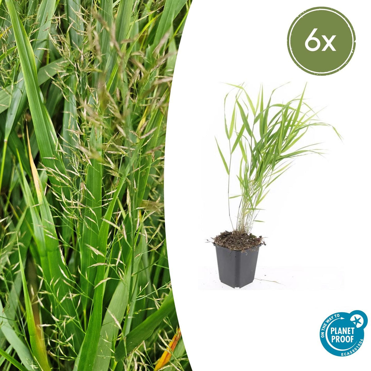 6x Hakonechloa macra - ↕10-25cm - Ø9cm