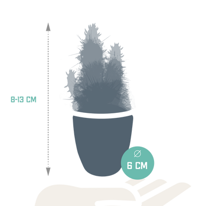 Cactus mix 5.5 cm - 5x - in witte pot