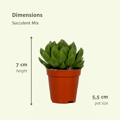Succulenten Mix - 20 stuks - Ø5,5cm - ↕7 cm