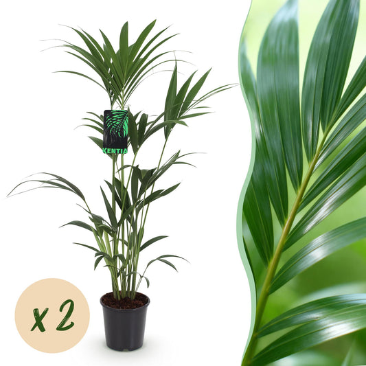 Kamerplant - Howea Forsteriana - Kentia Palm - Weinig Onderhoud - Groen - 2 planten - Pot 21cm - Hoogte 120-130cm