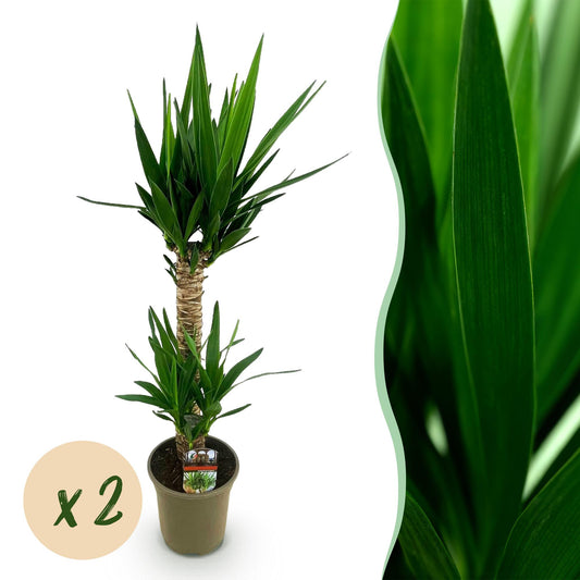 Kamerplant - Yucca elephantipes - Yucca - Weinig onderhoud - Groen - 2 - Pot 19cm - Hoogte 95cm