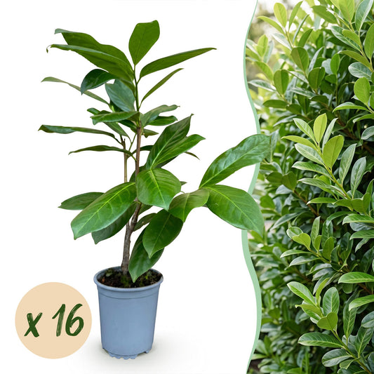 16x Prunus laur. Rotundifolia - Laurierkers - Haagplanten - Groenblijvend - Groen - Pot 9cm - Hoogte 25-35cm