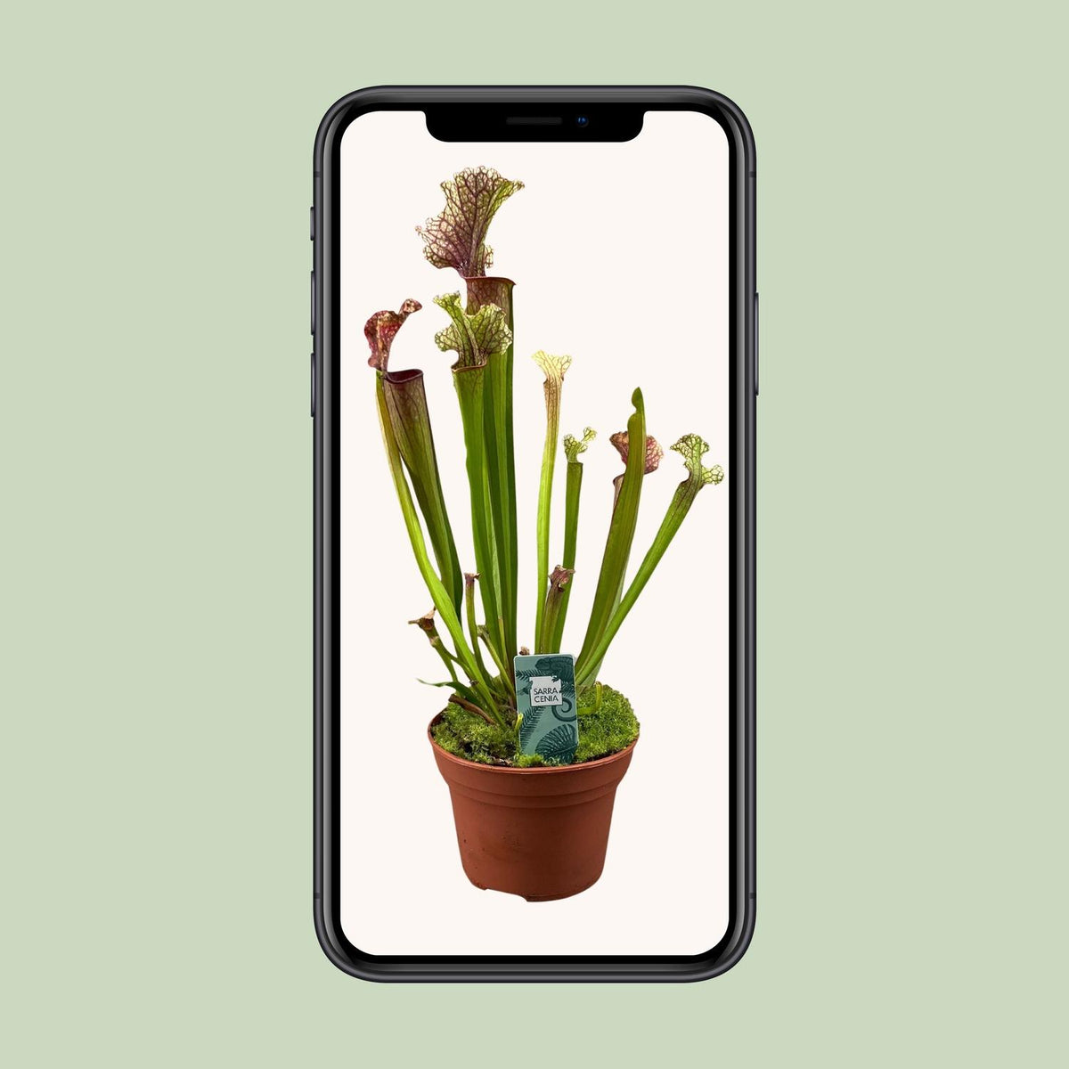 Sarracenia Judith Hindle - Ø12cm - ↕30cm