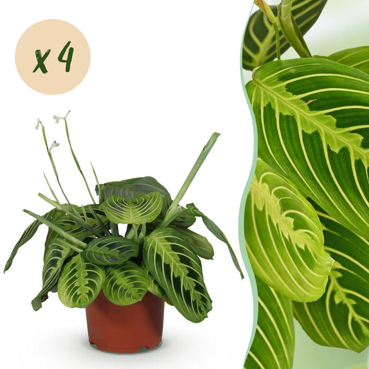 Kamerplant - Maranta Fascinator Lemon Lime - Gebedsplant - Huisdiervriendelijk - Groen - 4 Planten - Pot 12cm - Hoogte 30-35cm