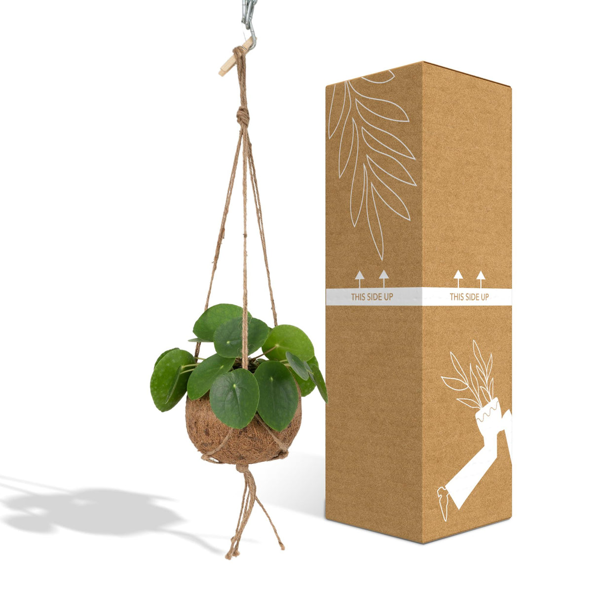 Kokodama Pilea Peperomiodes - Ø15cm - ↕20cm