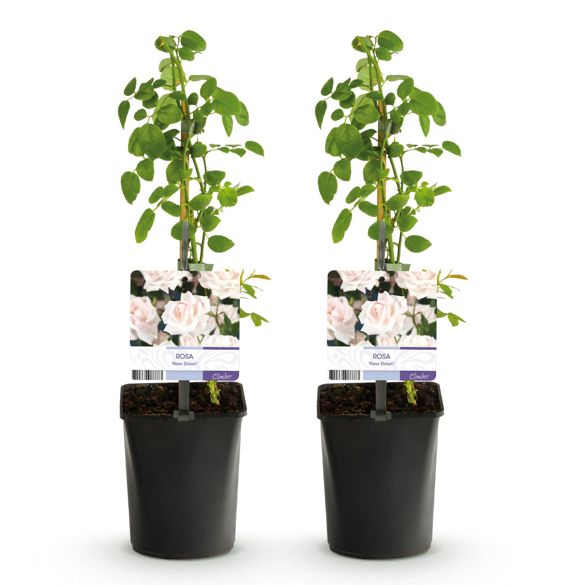 Klimroos - Rosa New Dawn - Bloem Licht roze - Weinig onderhoud - 2 planten - Pot 11cm Hoogte 40cm