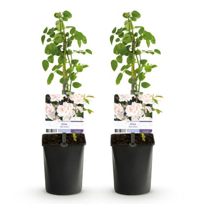 Klimroos - Rosa New Dawn - Bloem Licht roze - Weinig onderhoud - 2 planten - Pot 11cm Hoogte 40cm