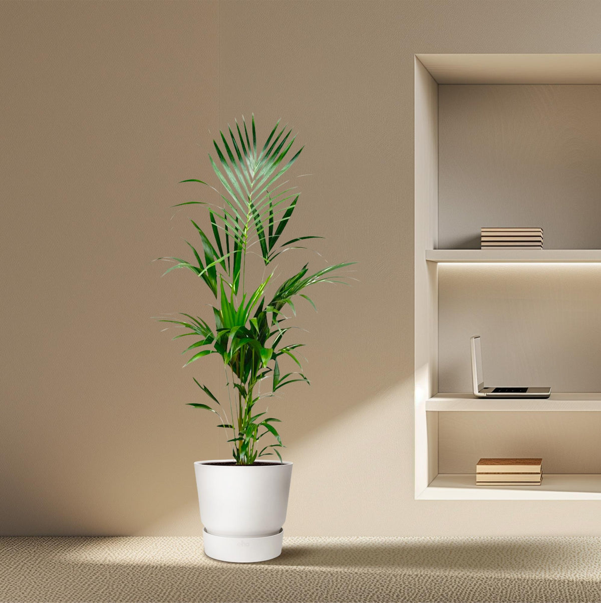 Kentia palm - 180cm - ⌀21 -25