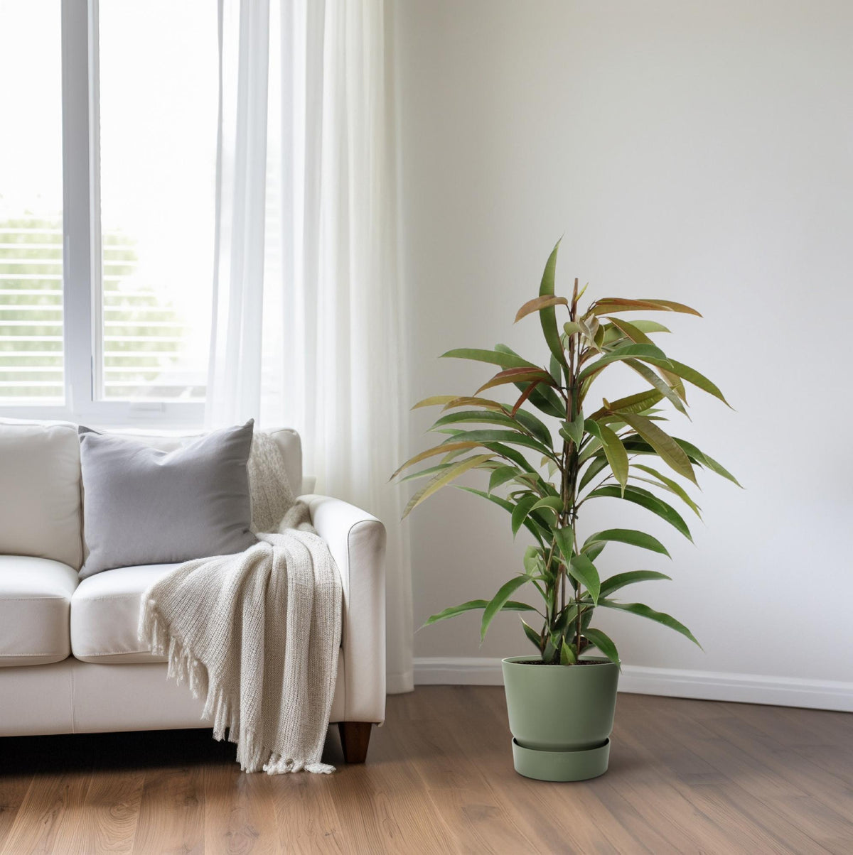 Ficus Binnendijkii Amstel King - Ø17cm - ↕70cm