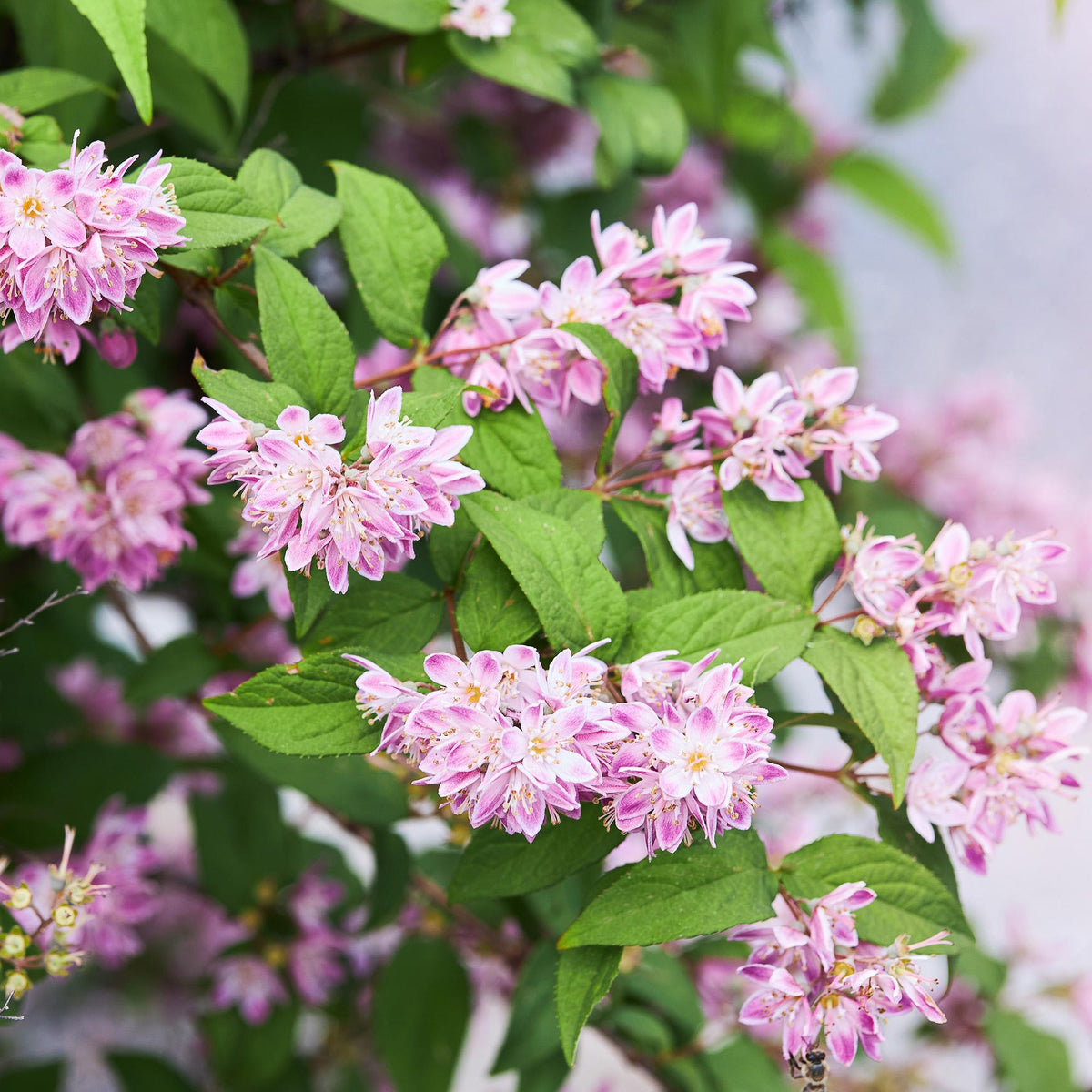 Heesters -  Deutzia hybrida Strawbery Fields - Bloem Roze - 1 Plant - Bladverliezend - Weinig Onderhoud - Pot 17cm Hoogte 45cm