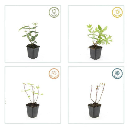 60x Hypericum inodorum - ↕10-25cm - Ø9cm