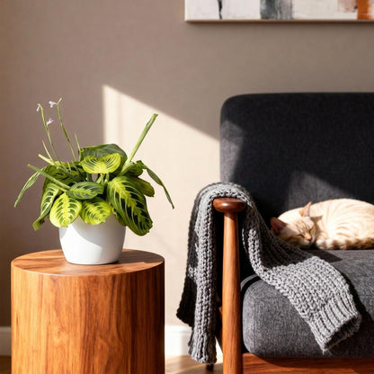 Kamerplant - Maranta Fascinator Lemon Lime - Gebedsplant - Huisdiervriendelijke Plant - Groen - 2 Planten - met Potter Wit - Pot 12cm - Hoogte 25cm