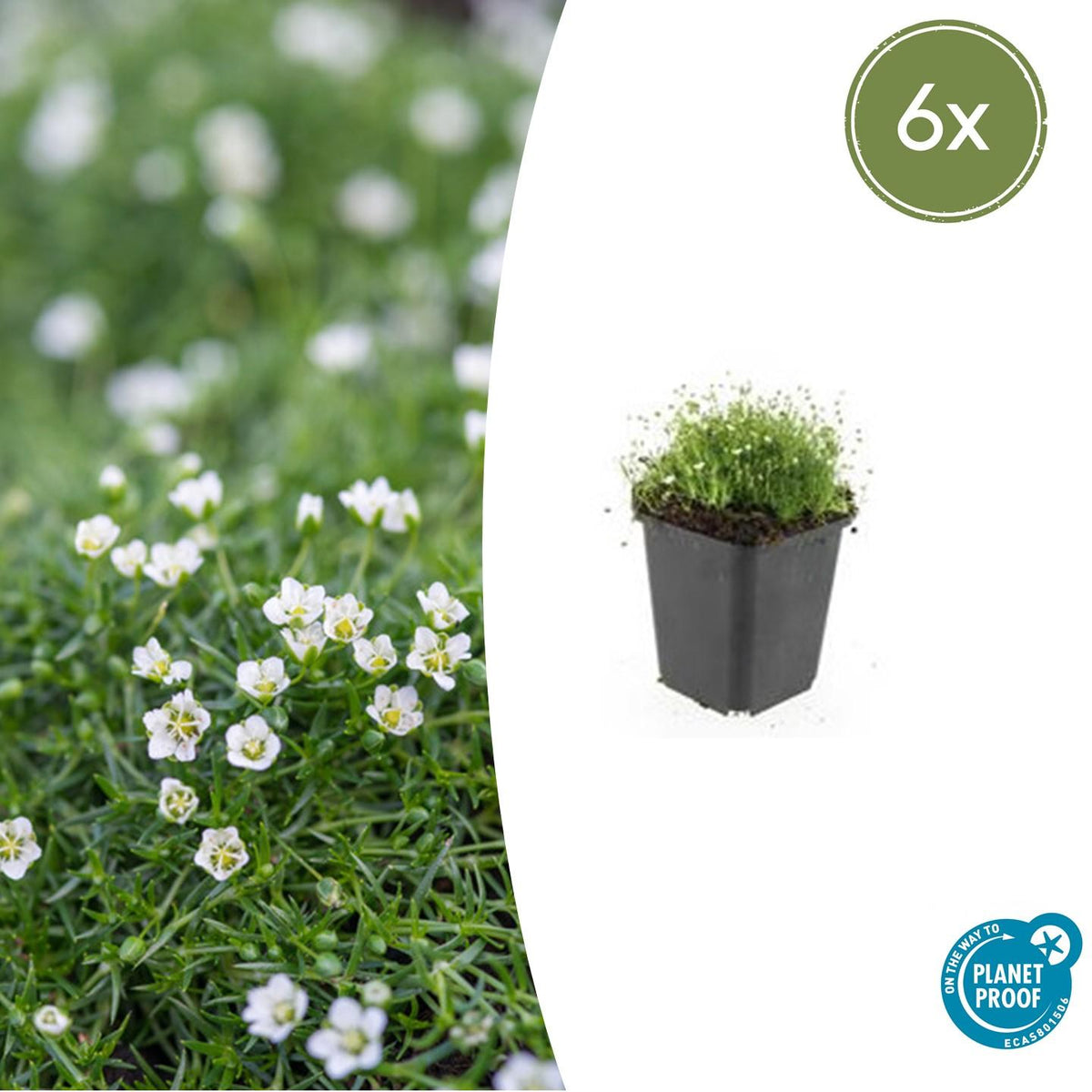 6x Sagina subulata - ↕10-25cm - Ø9cm