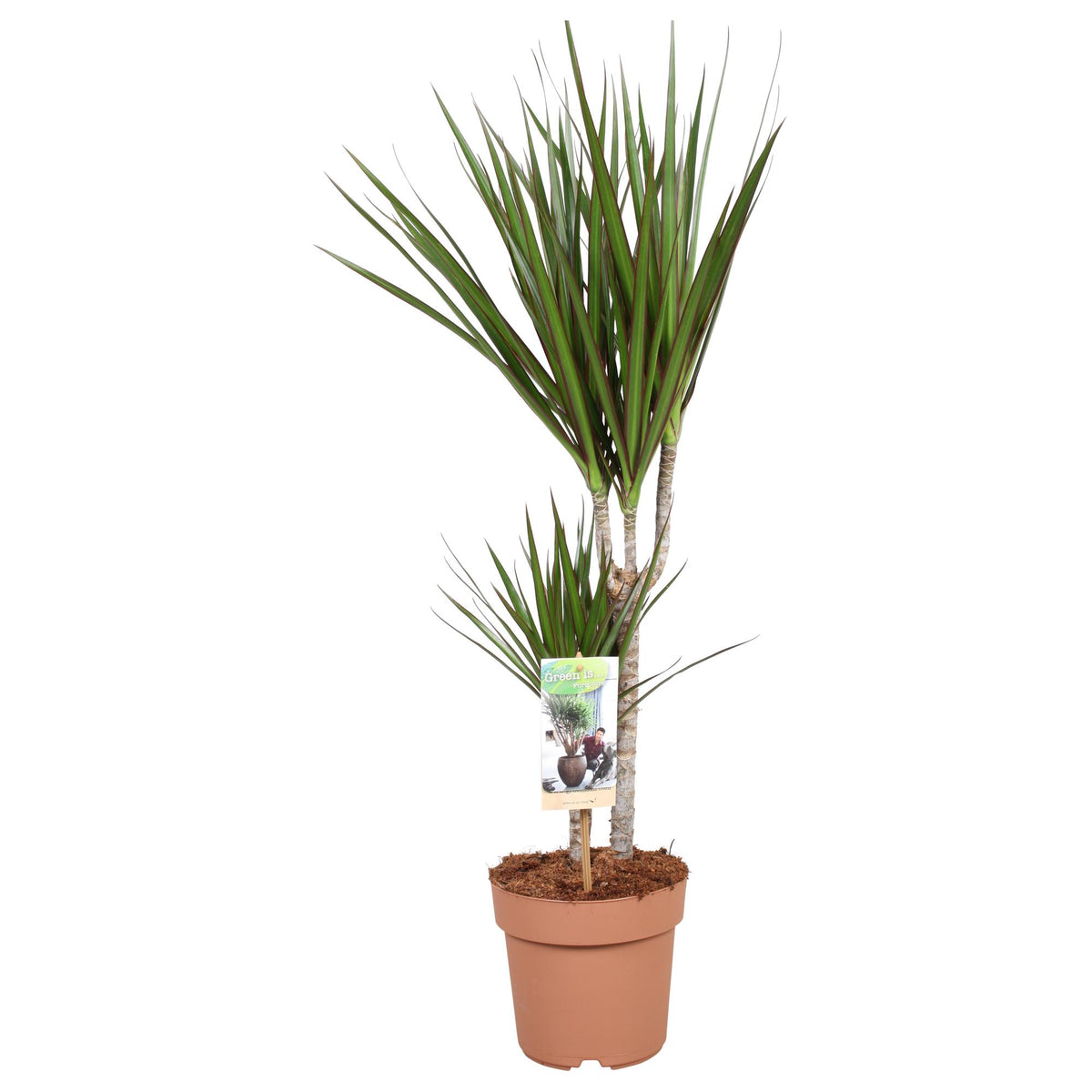 Dracaena Marginata 30-15 - Hoogte 75-85 - Ø17cm - ↕75cm