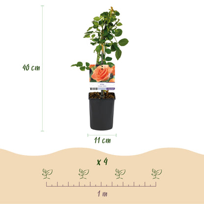 Klimroos - Rosa Orange Climber - Bloem Oranje - Weinig onderhoud - 2 planten - Pot 11cm Hoogte 40cm