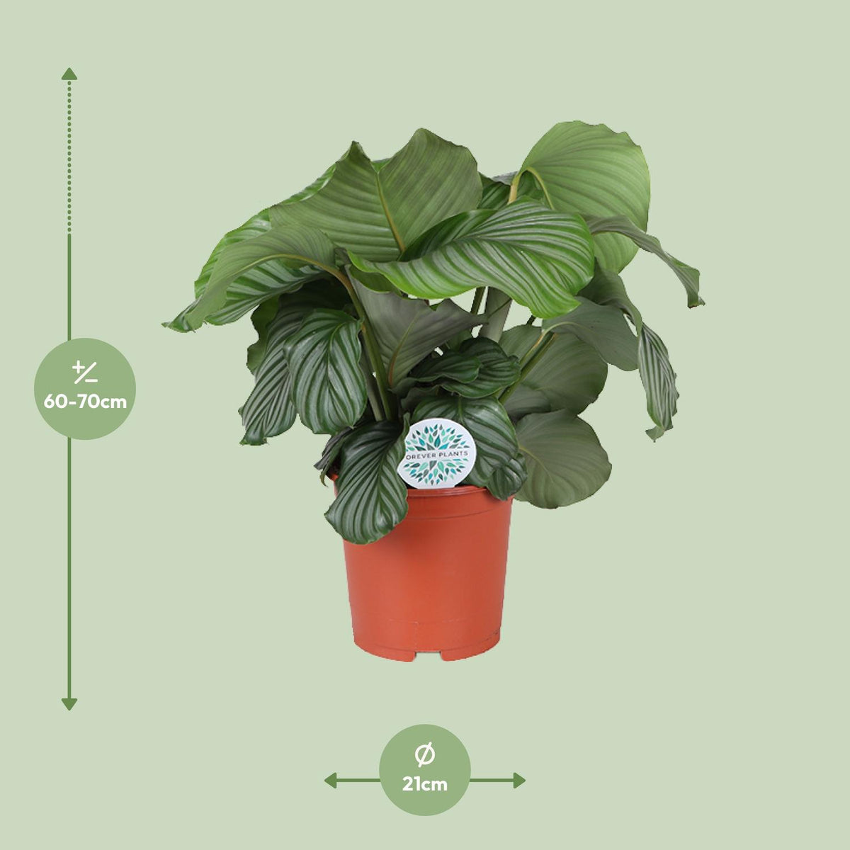 Calathea Orbifolia - Ø21cm - ↕65cm