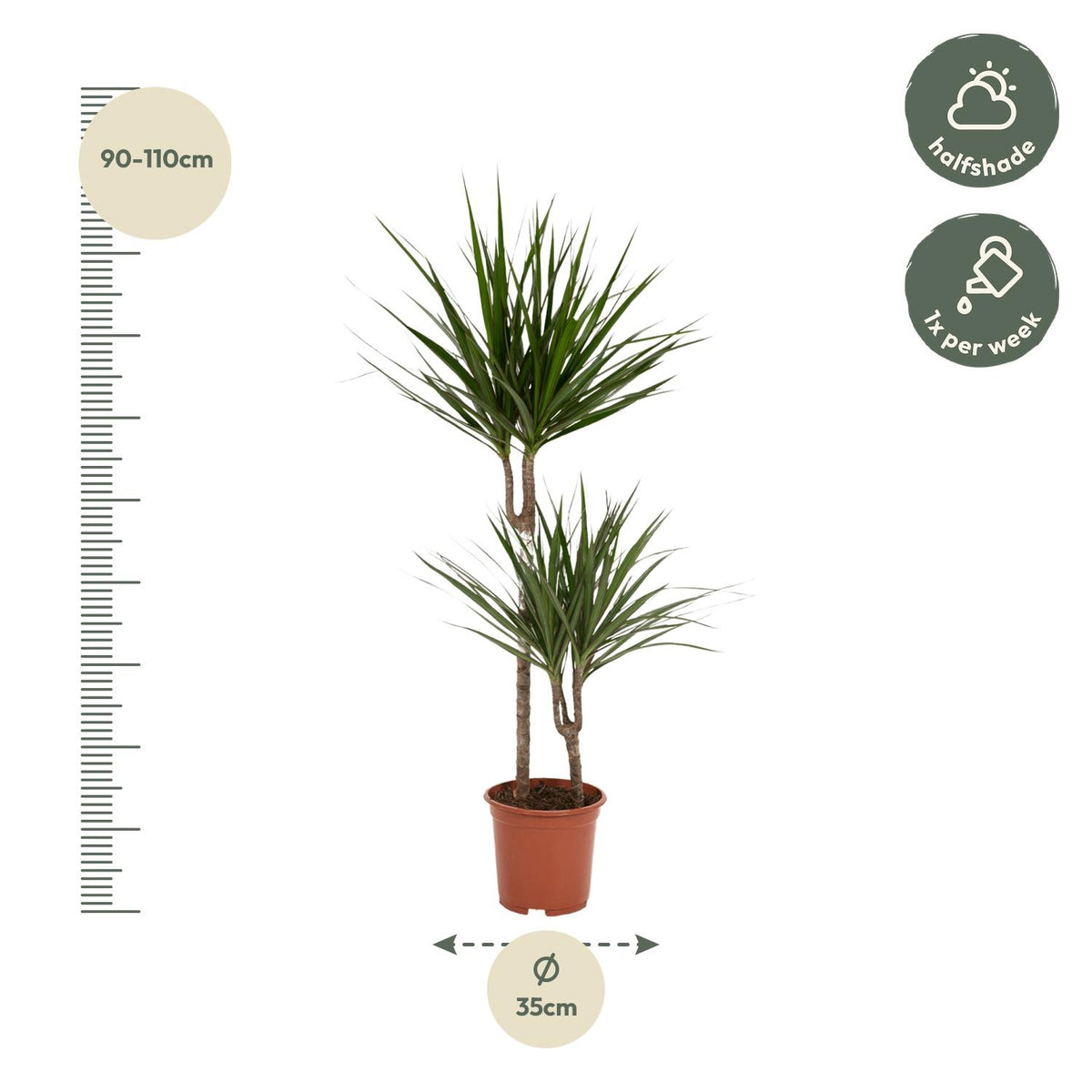 Dracaena Marginata - Ø19cm - ↕100cm