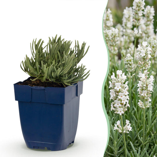 Vasteplant - Lavandula ang. Edelweiss - Lavendel - Geurend - Wit - 6 Planten - Pot 11cm - Hoogte 15-25cm