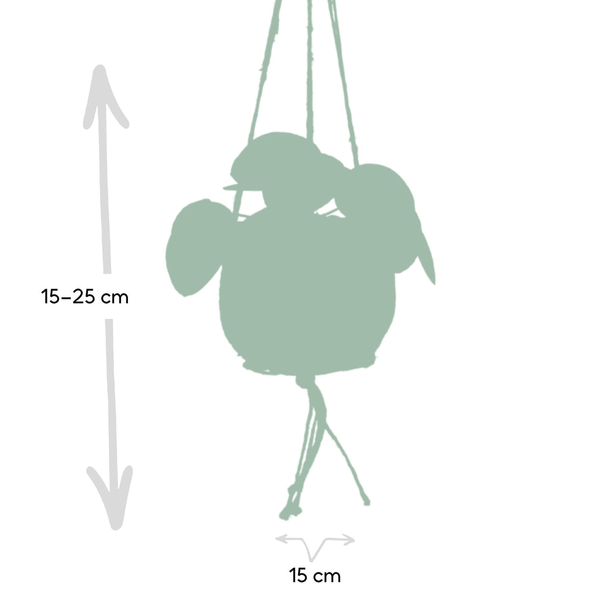 Kokodama Pilea Peperomiodes - Ø15cm - ↕20cm