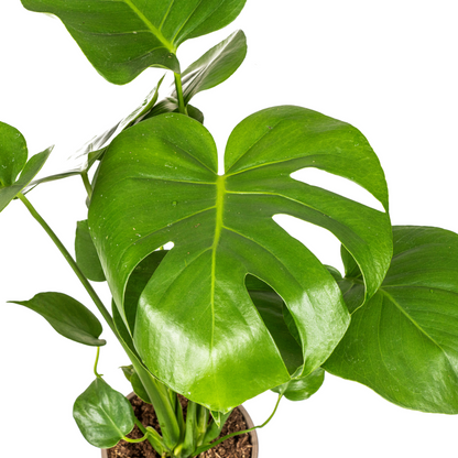 Monstera Deliciosa Tauerii Ø17cm - ↕50 - 70cm