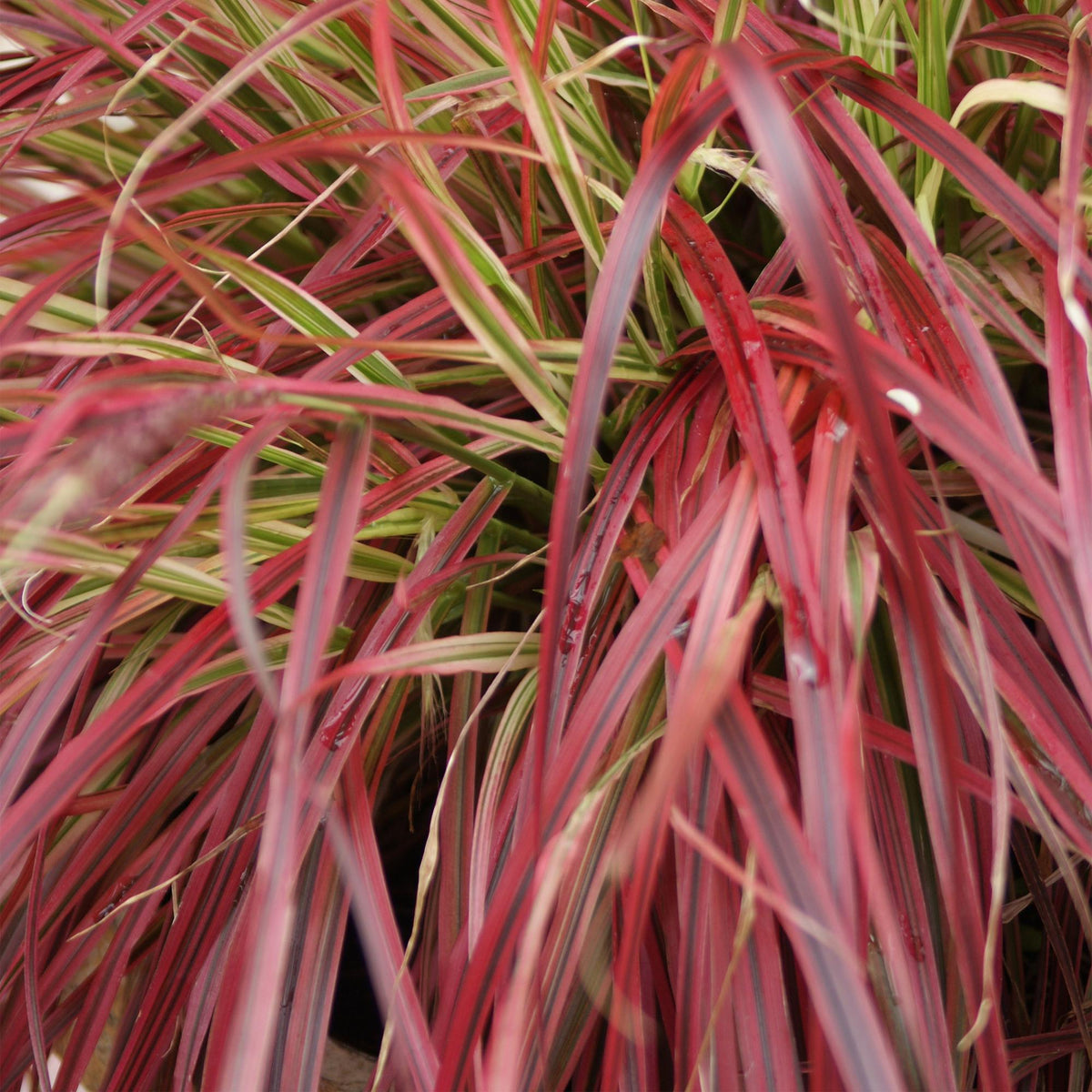 Siergrassen - Uncinia rubra Everflame  - Rood - 4 Planten - Bladhoudend - Weinig Onderhoud - Pot 17cm Hoogte 50cm