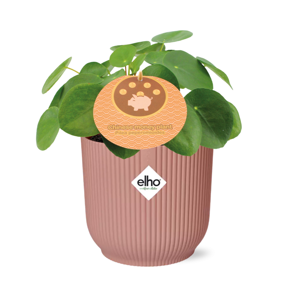 Mother's Day - Pilea Peperomioides 12cm in ELHO Vibes Fold 14cm roze