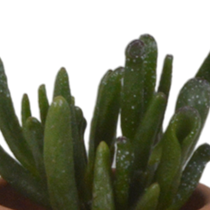 Vetplanten mix 5.5 cm - 5x - in terracotta pot