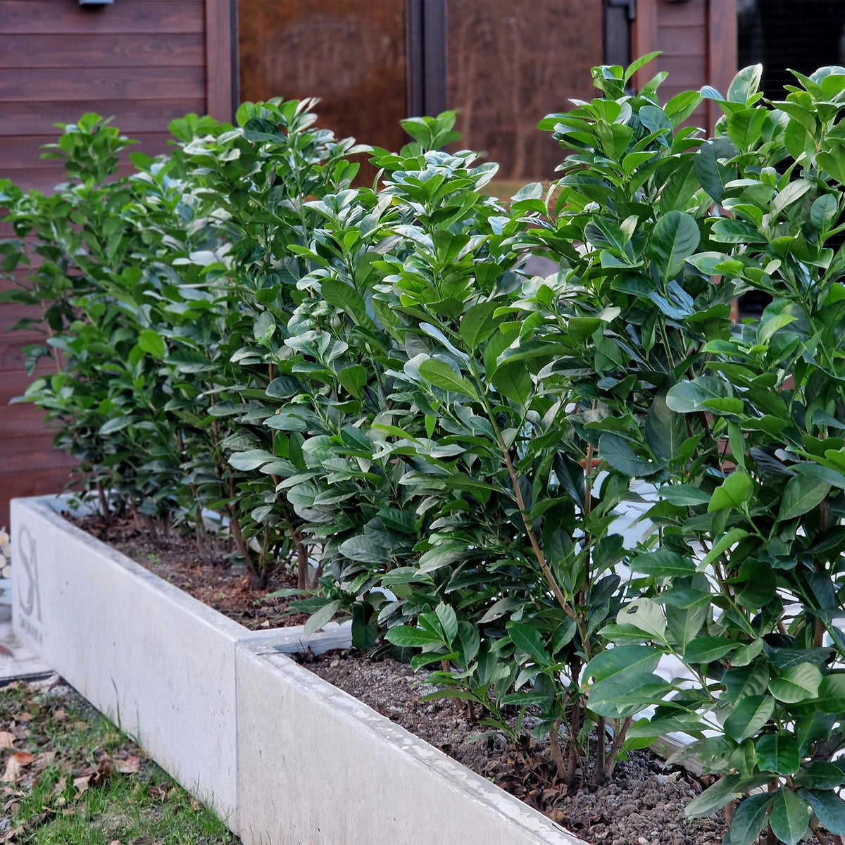 Haagplanten - Prunus laurocerasus Etna - blad groen - 6 planten - 1 strekkende meter - groenblijvend - pot 17cm hoogte 50cm