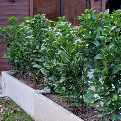 Haagplanten - Prunus laurocerasus Etna - blad groen - 6 planten - 1 strekkende meter - groenblijvend - pot 17cm hoogte 50cm